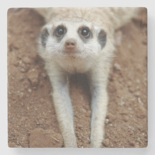 Stokstaartje (Suricata Suricatta) afkoelen Stenen Onderzetter