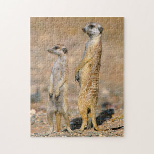 Stokstaartje (Suricata Suricatta) Schildwachten, K Legpuzzel