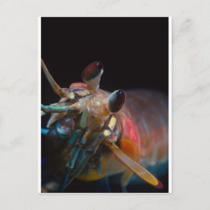 Stomatopod (Mantis-garnaal) Briefkaart