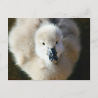 Stomme aanval! briefkaart