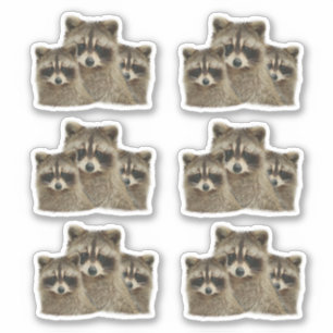 Stomme familie van accoons sticker