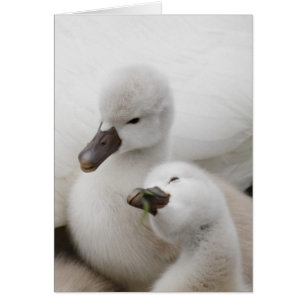 Stomme Swan Cygnets