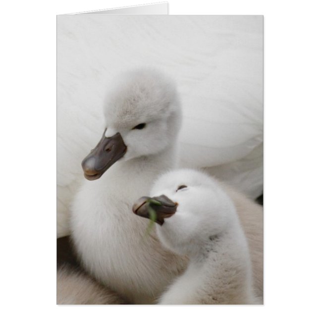 Stomme Swan Cygnets (Voorkant)