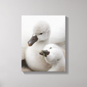 Stomme Swan Cygnets Canvas Afdruk