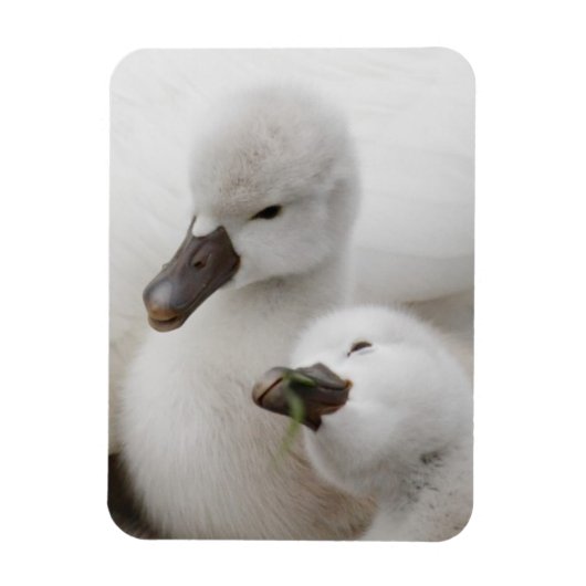 Stomme Swan Cygnets Magneet (Verticaal)