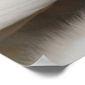 Stomme Swan Cygnets Poster (Hoek)