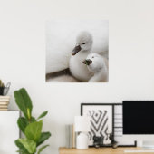 Stomme Swan Cygnets Poster (Thuiskantoor)