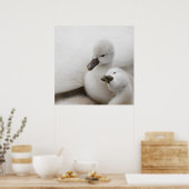 Stomme Swan Cygnets Poster (Keuken)