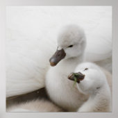 Stomme Swan Cygnets Poster (Voorkant)