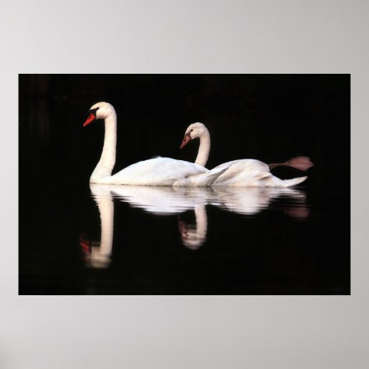 Stomme Swans Poster (Voorkant)