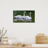Stomme zwanen met nestelingen op water poster (Keuken)
