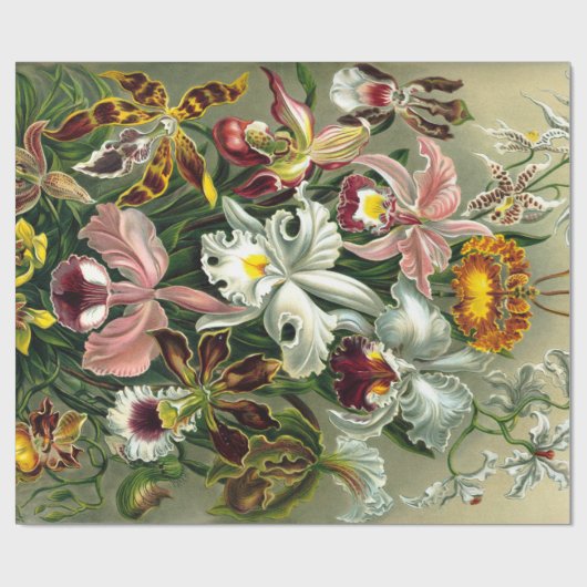 Stomppapier van Ernst Haeckel Cadeaupapier (Vlak)