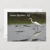 Stone Harbour Egret Briefkaart (Voorkant / Achterkant)