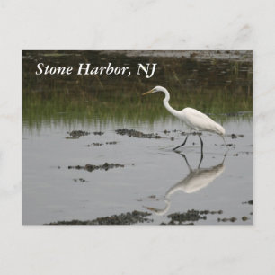 Stone Harbour Egret Briefkaart