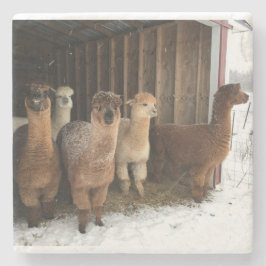 Stone Onderzetter - Sneeuw valt op de Alpaca's