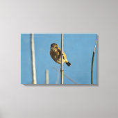 Stonechat Canvas Afdruk (Voorkant)