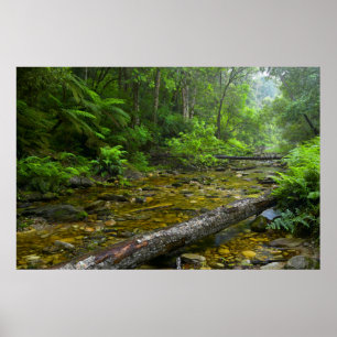Stoom in bos, de Knysna-Amatole Montane Poster