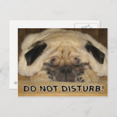 Stoor het Briefkaart Pug niet (Voorkant / Achterkant)
