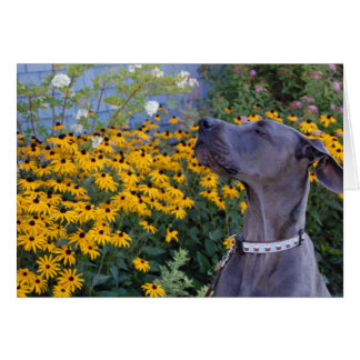 Stop en Ruik de Flowers Card