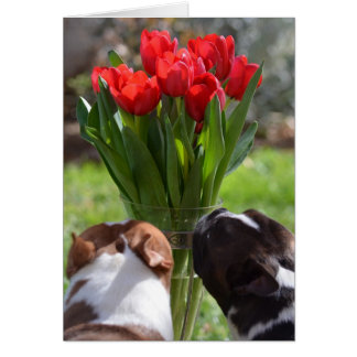 Stop en Ruik de Tulps