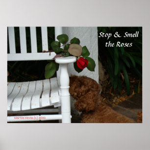 Stop en ruik het Roos Poster