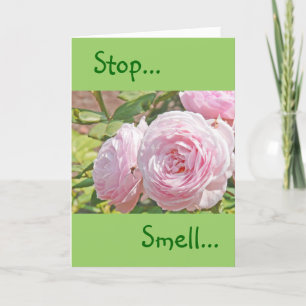 "STOP...RUIK...EN ONTHOUD HET ROOS..." KAART