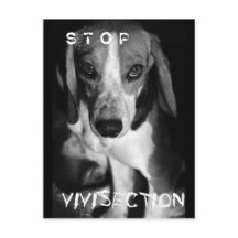 Stop vivisectie - Briefkaart