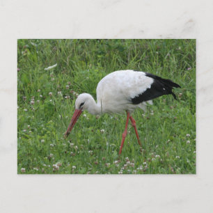 Stork 3 briefkaart