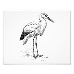 Stork Bird Black en White Cartoon Foto Afdruk