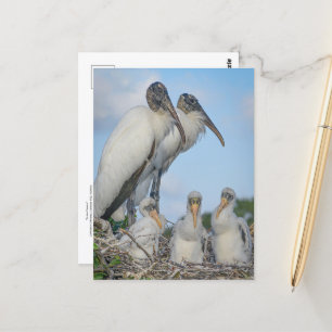 Stork Family Briefkaart