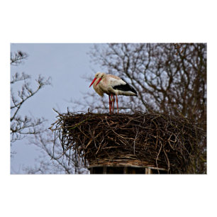 Stork in Nest Perfect Poster