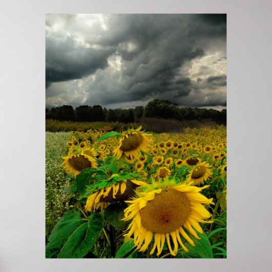 Storm augustus, poster (Voorkant)