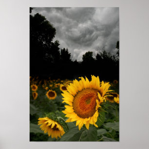 Storm augustus poster