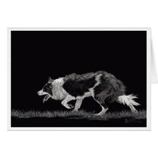 Storm de Grens Collie