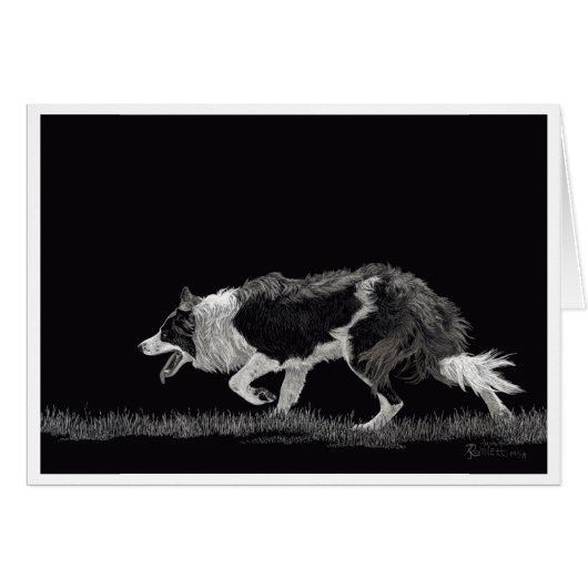 Storm de Grens Collie (Voorkant Horizontaal)