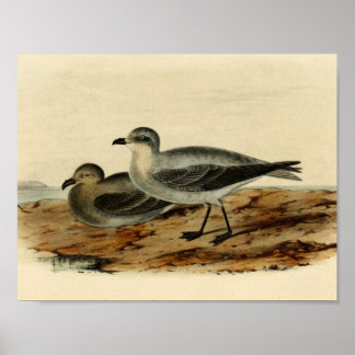Storm Vogelvogel Poster