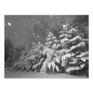 Storm zwarte en witte Evergreen Tree Snow Foto Afdruk