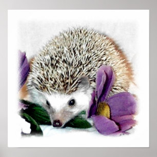 Stormy the Hedégel Poster