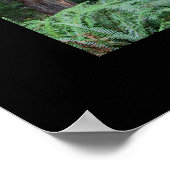 Stout Grove Redwood Trees Poster (Hoek)