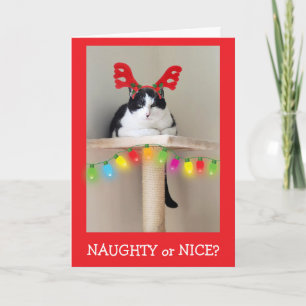 Stout of Stoer Grappige Katten Kerstmis Feestdagen Kaart