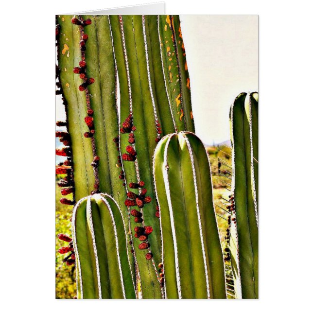 Stove Pipe in Bloom (Voorkant)