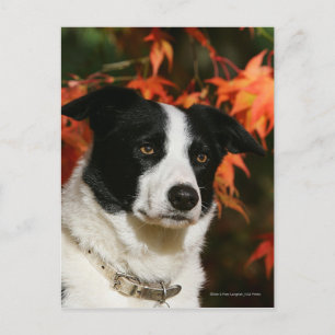 Straat Collie Autumn Briefkaart