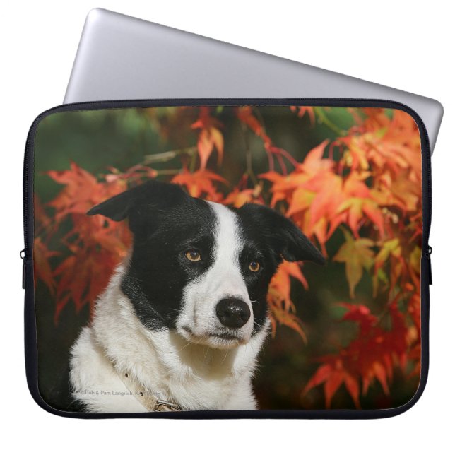 Straat Collie Autumn Laptop Sleeve (Voorkant)
