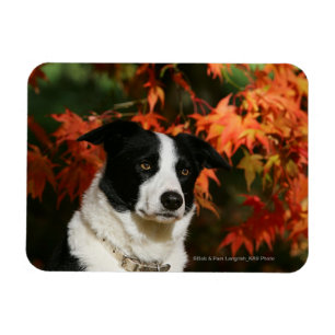 Straat Collie Autumn Magneet