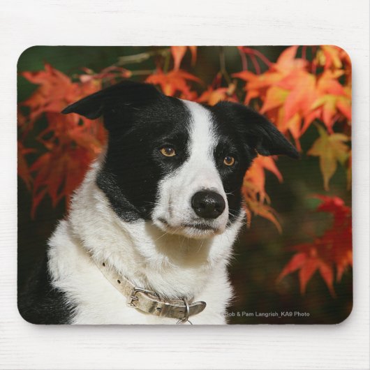 Straat Collie Autumn Muismat (Voorkant)