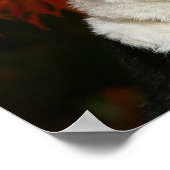 Straat Collie Autumn Poster (Hoek)