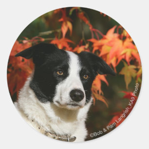 Straat Collie Autumn Ronde Sticker