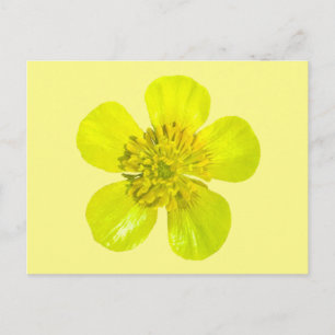 Stralende Buttercup Bloem - transparant. Kaart