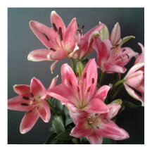 Stralende Genade:  Roze lelies in bloei