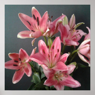 Stralende Genade:  Roze lelies in bloei Poster